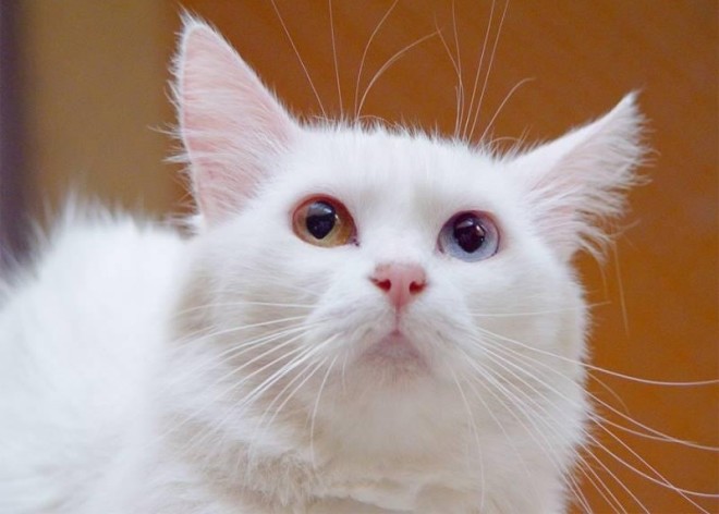 Турецкий ван кошка Турецкий ван фото