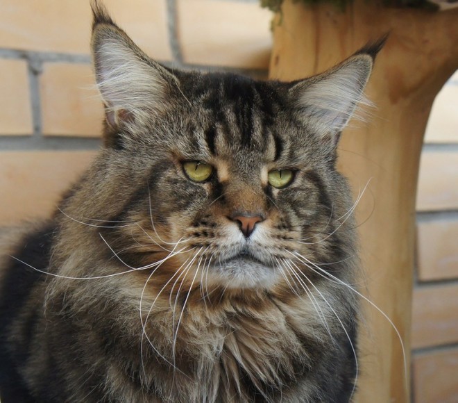 Описание породы Мейн-кун Порода кошек Мейн-кун