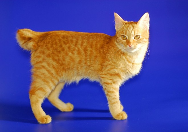 Карельский бобтейл Карельский бобтейл фото