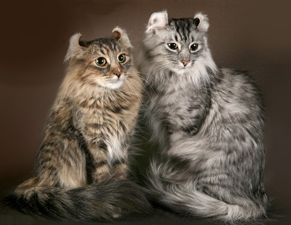 Порода кошек Американский керл Американский керл фото