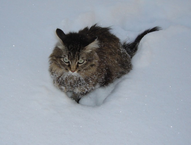 Порода Норвежская лесная кошка Норвежская лесная кошка фотографии