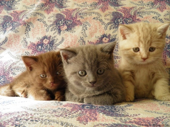 Слезятся глаза у котенка Слезятся глаза у кошки