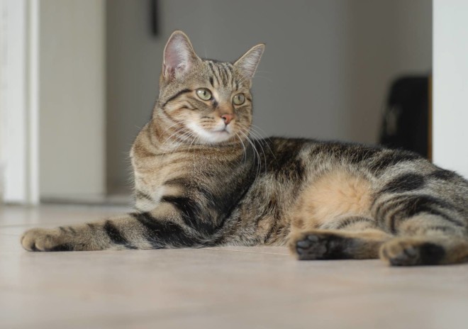 Порода калифорнийских сияющих кошек Калифорнийская сияющая кошка описание