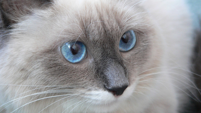 Рэгдолл кошки фото Рэгдолл фото