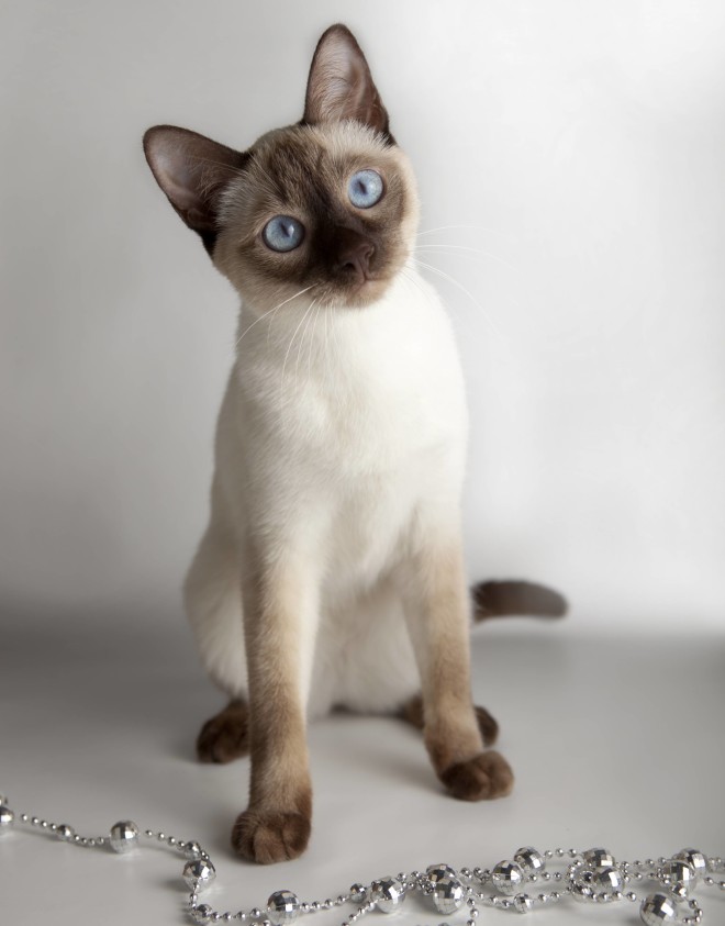 Тайская кошка Тайская кошка фото