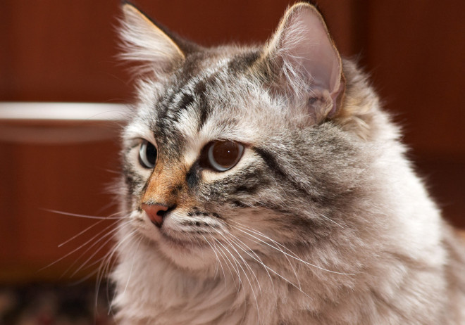 Сибирская кошка уход Сибирская кошка