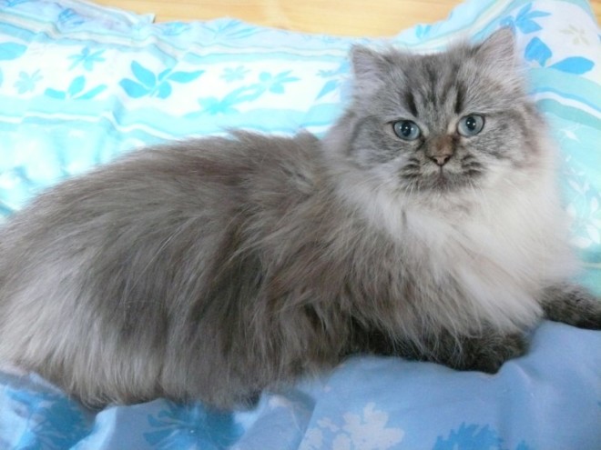 Британская длинношерстная Уход