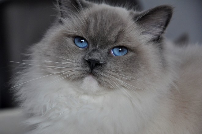 Кот Рэгдолл Рэгдолл кот