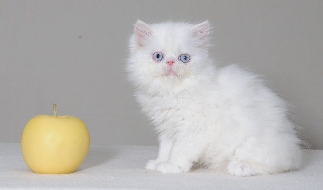 Порода кошек Наполеон Порода кошек Наполеон фото