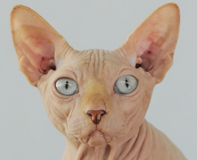 Канадский сфинкс Канадский сфинкс фотографии