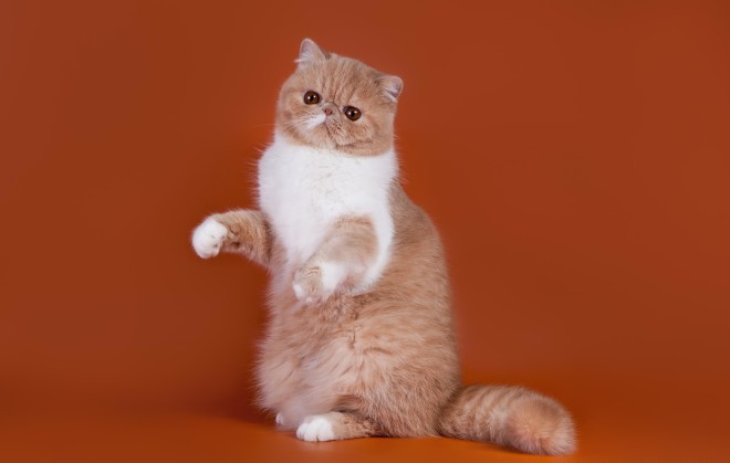 Экзот порода кошек Экзот фото