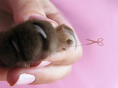 Обрезка когтей Обрезка когтей кошке