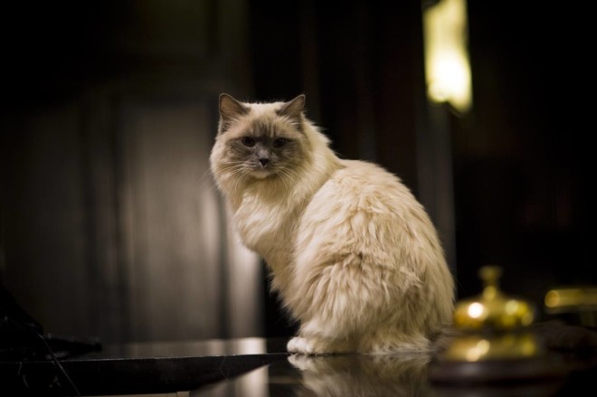 Рэгдолл кошека Рэгдолл порода кошек