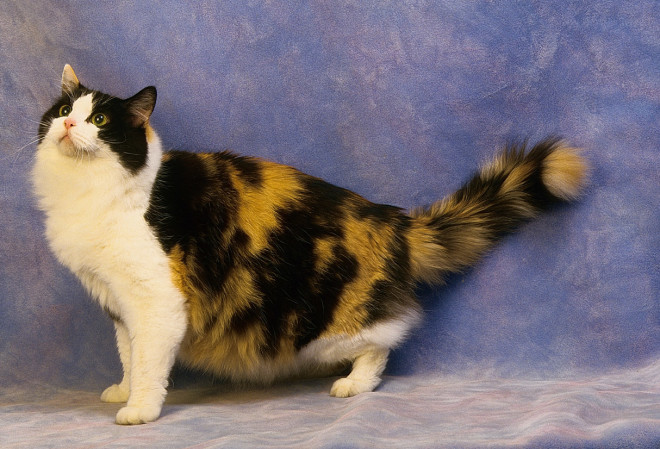 Кошка Рагамаффин Рагамаффин порода кошек