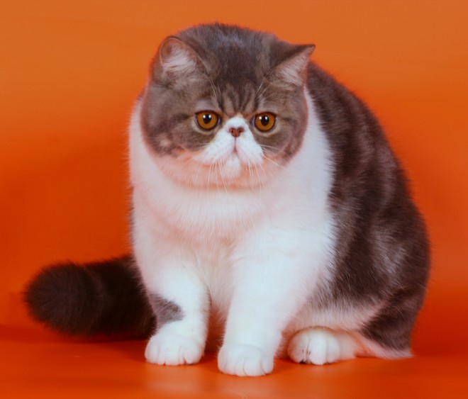 Экзотическая короткошерстная кошка Экзотическая короткошерстная кошка фото