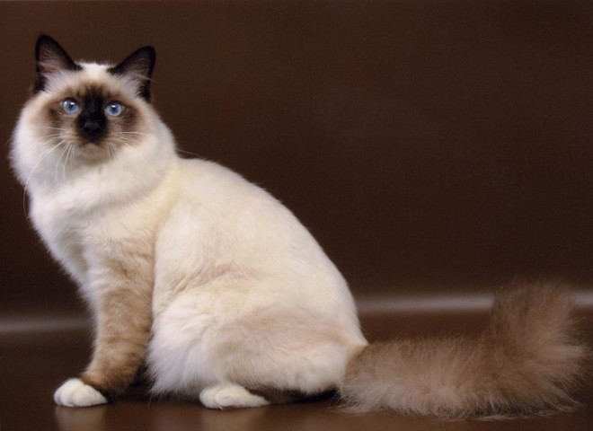 Бирманская кошка Бирманская кошка фото