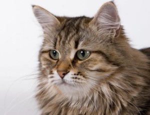 Сибирская кошка порода