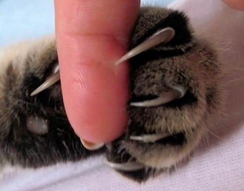 Кошачьи когти Когти кошки