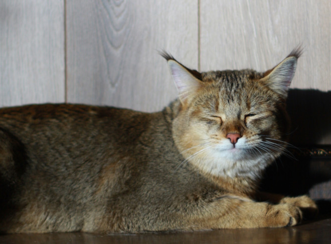 Кошка Чаузи Кошка Чаузи порода