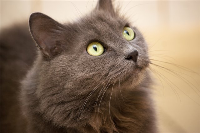 Нибелунг кошка Нибелунг порода кошек