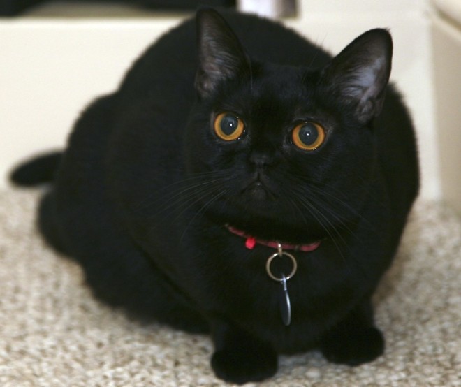 Бомбейская кошка Бомбейская кошка порода