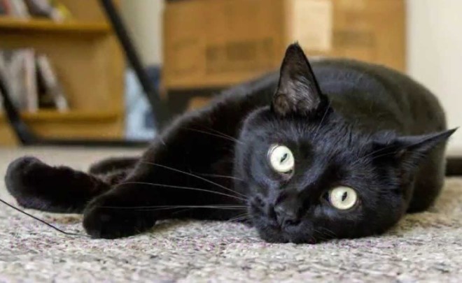 Бомбейская кошка Бомбейская кошка порода