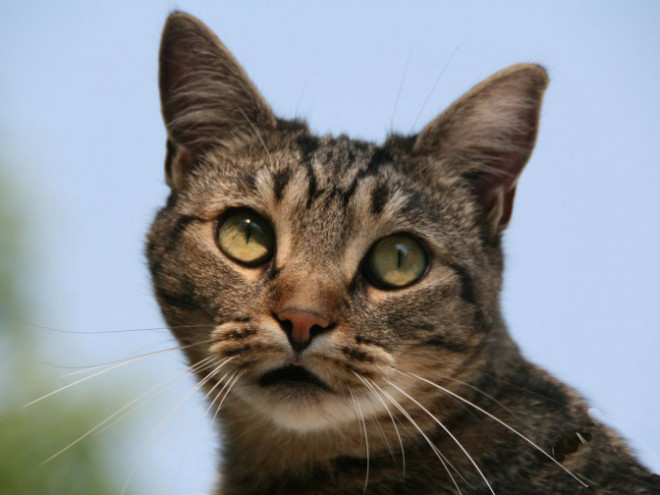 Кельтская кошка Кельтская кошка порода