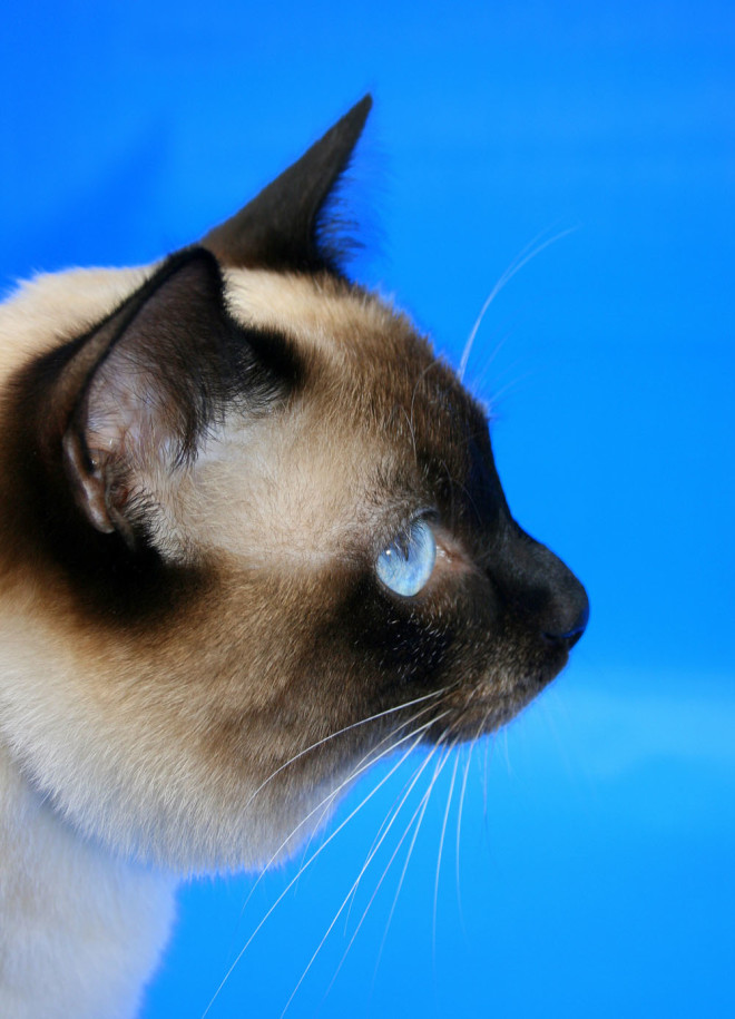 Годубоглазый меконгский бобтейл Меконгский бобтейл