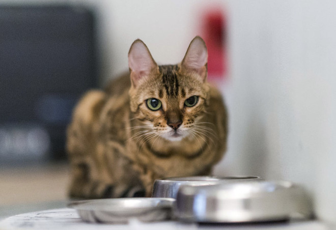 ПроПлан для кошек ПроПлан корм для кошек