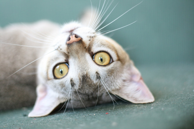 Сингапурская кошка Сингапурская кошка порода