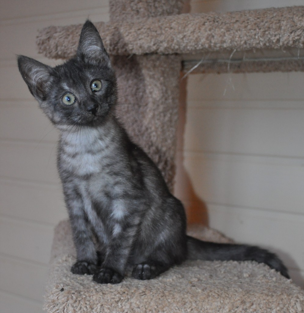 Египетская мау картинка Египетская мау