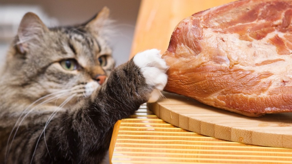 Чем кормить кошку картинка Чем кормить кошку