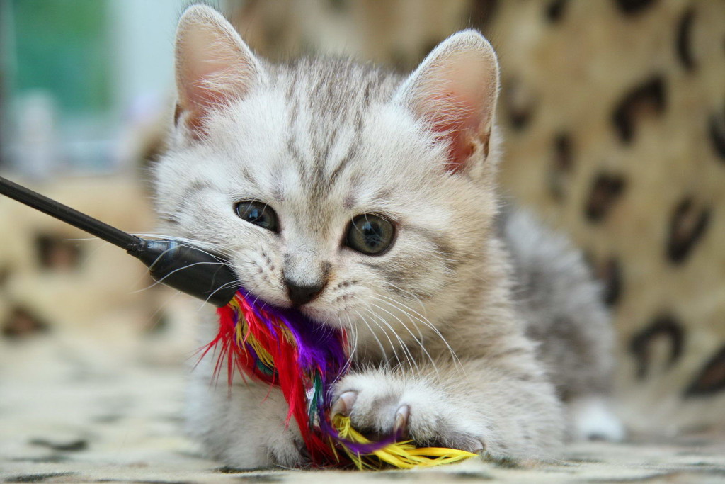 Как ухаживать за котёнком картинка Как ухаживать за котёнком