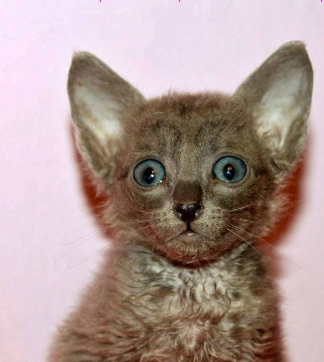 Уральский рекс фото Уральский рекс