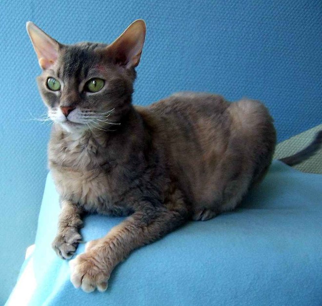 Немецкий рекс фото Немецкий рекс