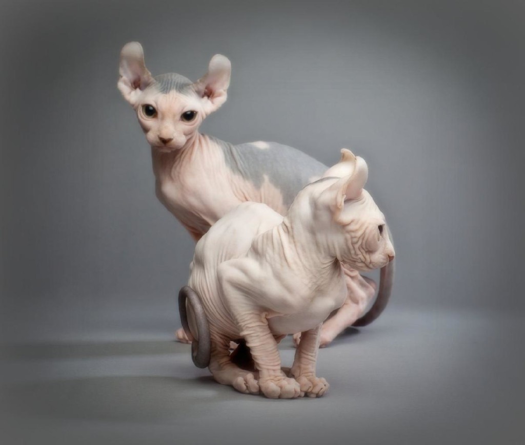 Редкие породы кошек фото Редкие породы кошек