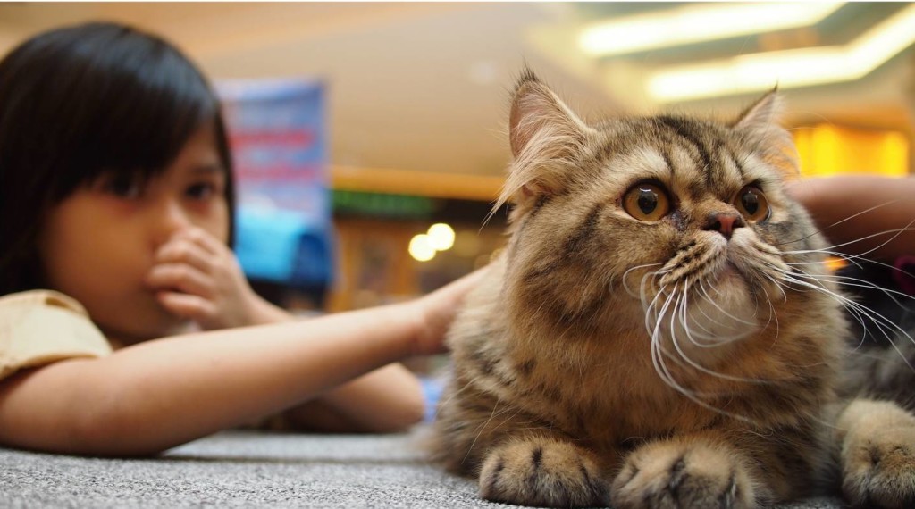 Аллергия на кошек изображение Аллергия на кошек