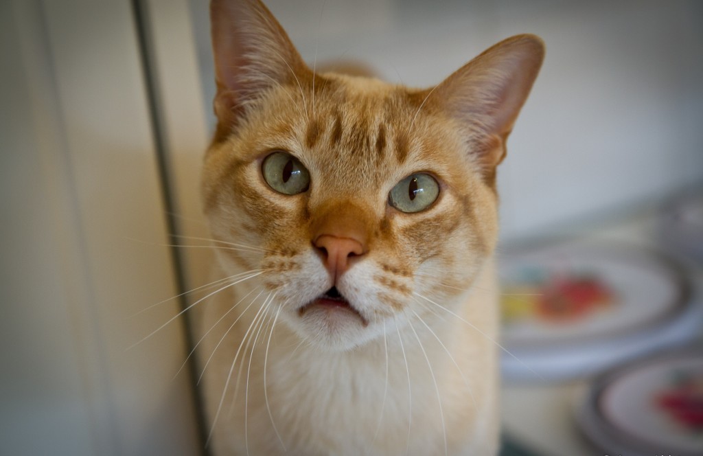 Австралийская мист изображение Австралийская мист