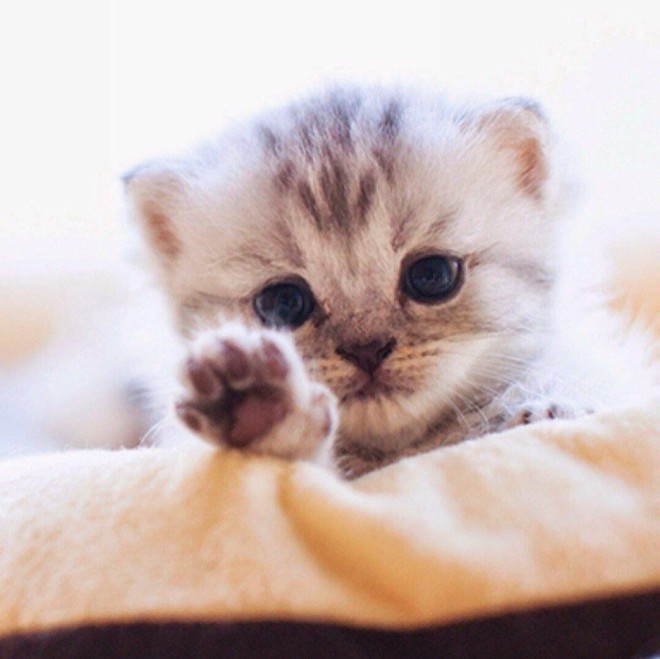 Как ухаживать за котёнком фото Как ухаживать за котёнком