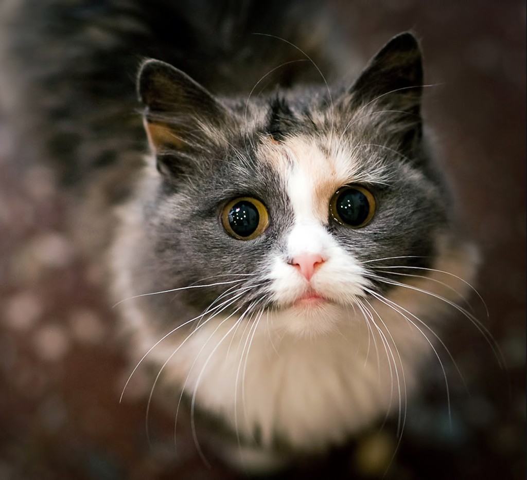 Мяуканье кошки картинка Мяуканье кошки