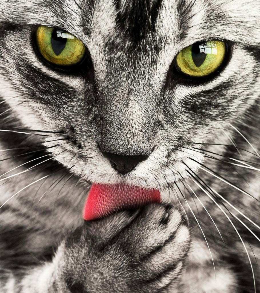 Витамины для кошек изображение Витамины для кошек