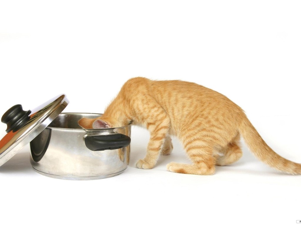 Чем кормить кошку фото Чем кормить кошку