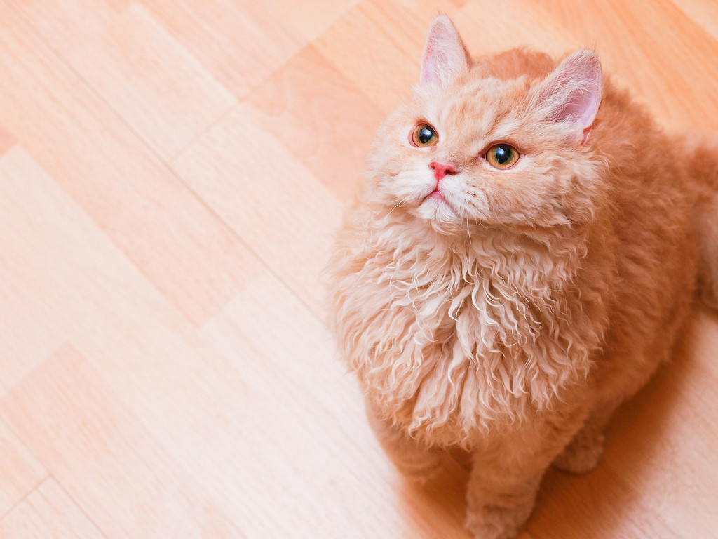 Селкирк рекс фото Селкирк рекс