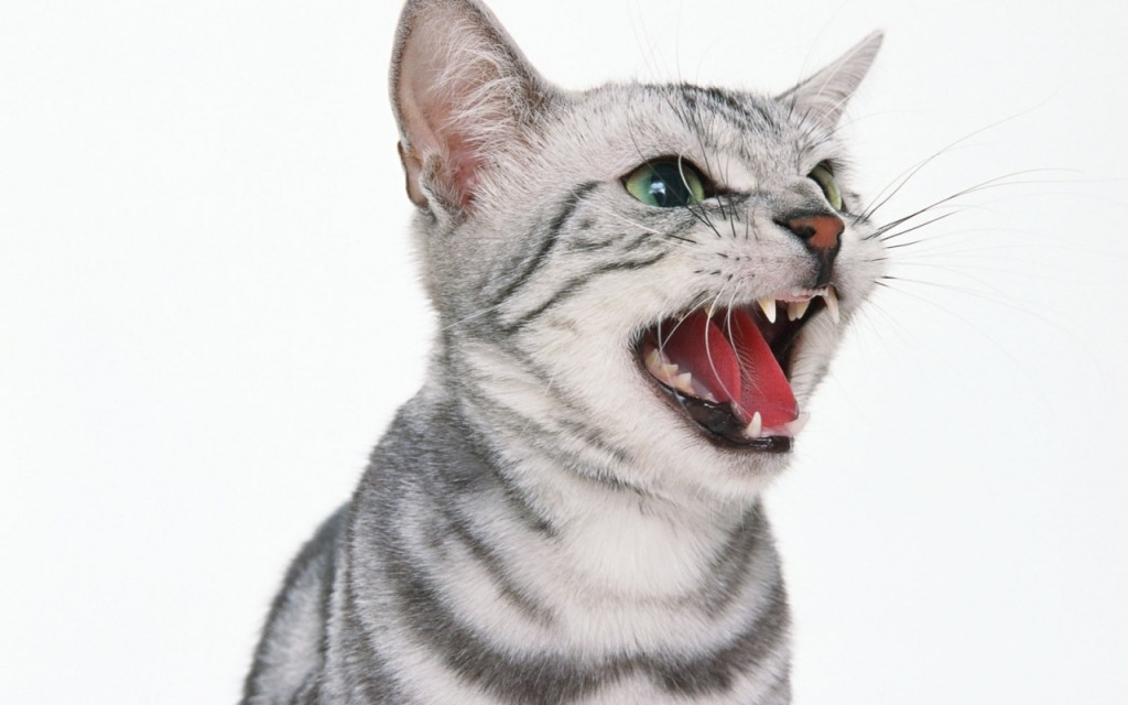 Мяуканье кошки фото Мяуканье кошки