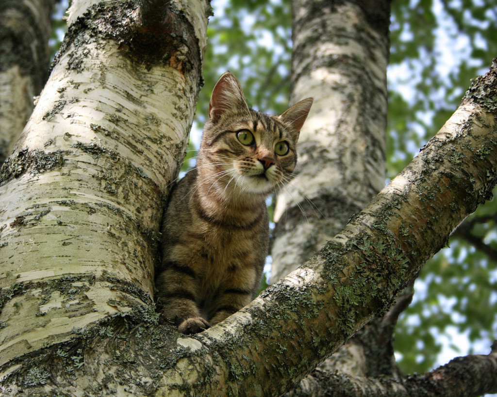 Факты о кошках фото Факты о кошках