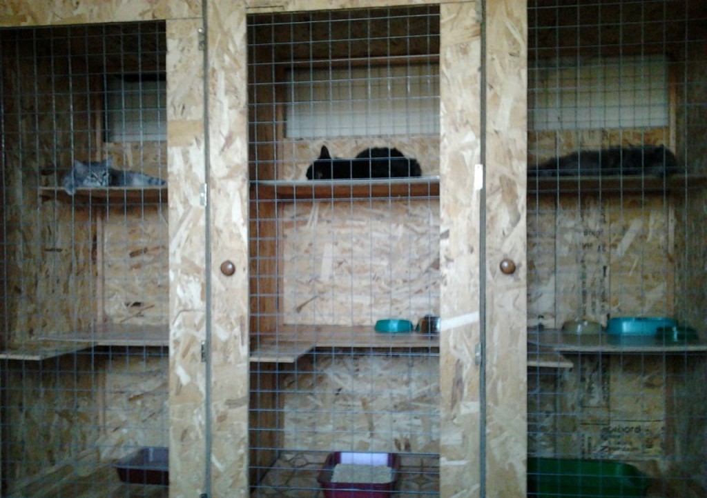 Куда пристроить кошку картинка Куда пристроить кошку