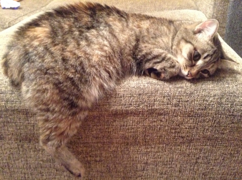 Кошка чихает изображение Кошка чихает