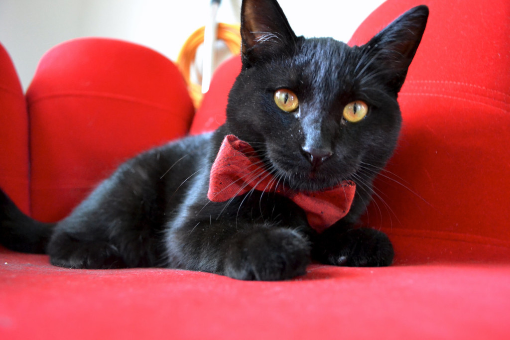 ошейники для кошек фото ошейники для кошек