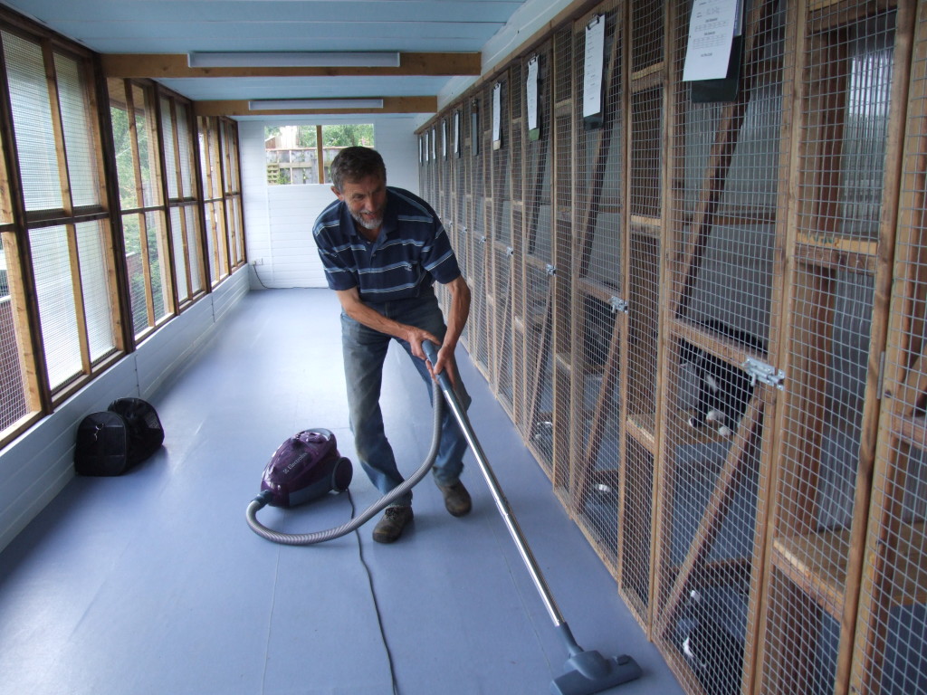 Куда пристроить кошку изображение Куда пристроить кошку