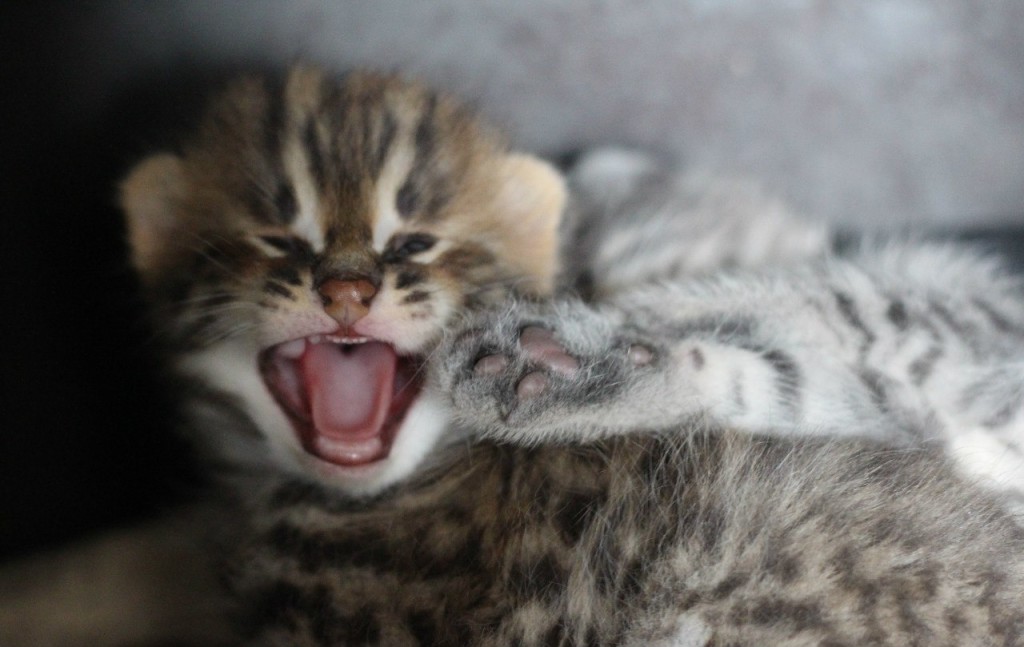 когда у котят меняются зубы фото когда у котят меняются зубы